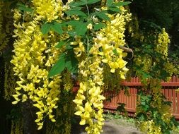 laburnum is a poisonous plant