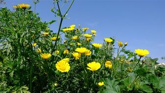 extraordinarily beautiful spring daisies