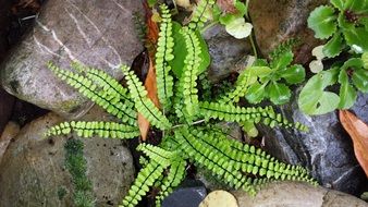 extraordinarily beautiful rockplant