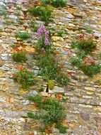 flowers on a stone wall