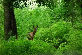 Beautiful, cute and colorful roe deer among green grass in the forest