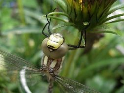 Dragonfly near the pond