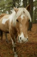 wild pony chincoteague island