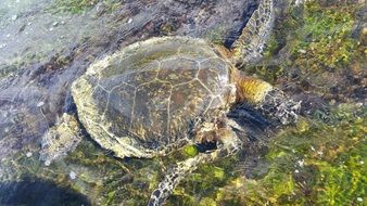 Picture of turtle in a water