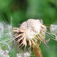 dandelion close up