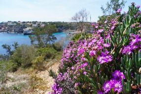 purple blossom flowers near sea