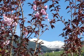 flowering plant on the alpine mountains close-up on blurred background
