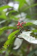 green bush with berries