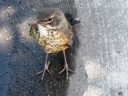 brown bird with long legs close-up