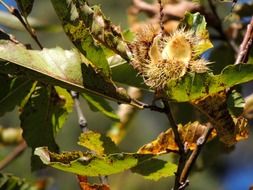 open chestnut