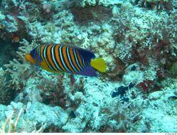 colorful fish in ocean in wildlife