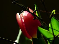photo bouquet of tulips