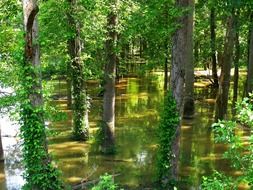 trees in the swamp