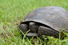 turtle in the grass