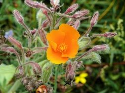 Close-up of the beautiful, blooming orange cosmos flower among other colorful flowers