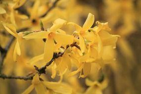 garden forsythia close-up on blurred background