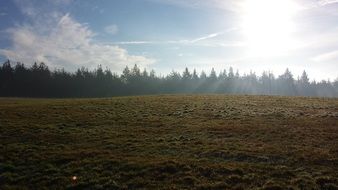 bright sunlight over the forest