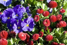 bright blue flowers among other exotic flowers
