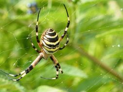 Large colorful spider