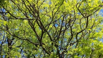 long branches of a tree with green leaves