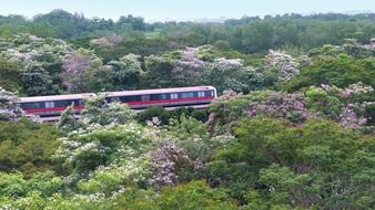 tabebuia rosea train path