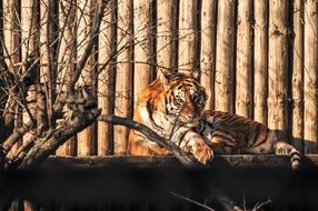 Beautiful,big and colorful tiger near the wood