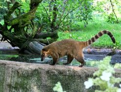 walking raccoon with long striped tail