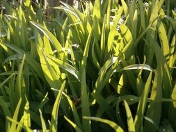 juicy green grass in the sun