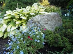 flowers in the landscape design of a park