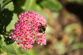 Bee on Pink stonecrop autumn