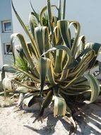 Big cactus plant