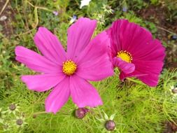 pink flowers in spring in the garden
