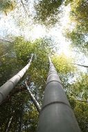 bamboo forest