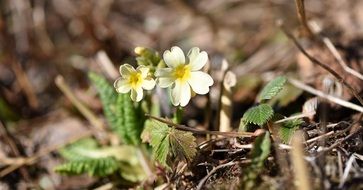 closeup view of cowslip flowers in early spring