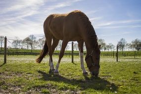 horse eating grass