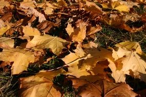 autumn leaves on the grass