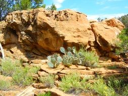 cacti at yellow stone, usa