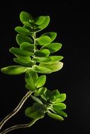 orchid plant spring