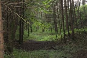 Trees in gloomy forest