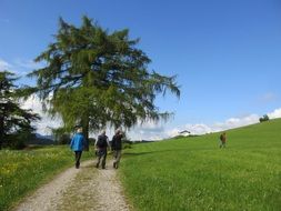 tree larch wanderer