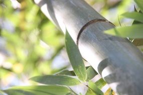 perfect bamboo forest