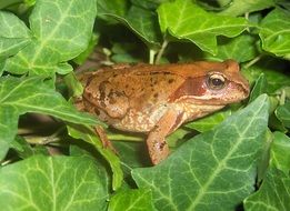 brown toad on green leaves