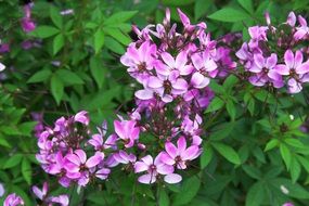 purple flower bush closeup