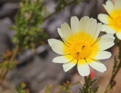 yellow-white flower