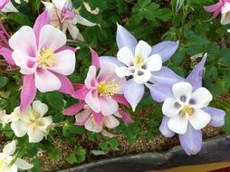 maebaltop flowers in the garden close-up