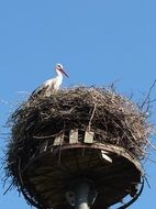 stork is in his nest