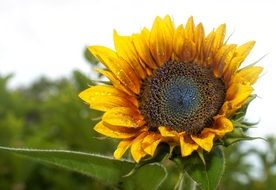 yellow sunflower plant