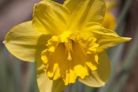 Yellow narcissus flower blossomes