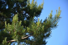 pine tree forest branch cones sky view