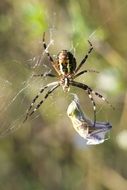 photo of spider on the web
